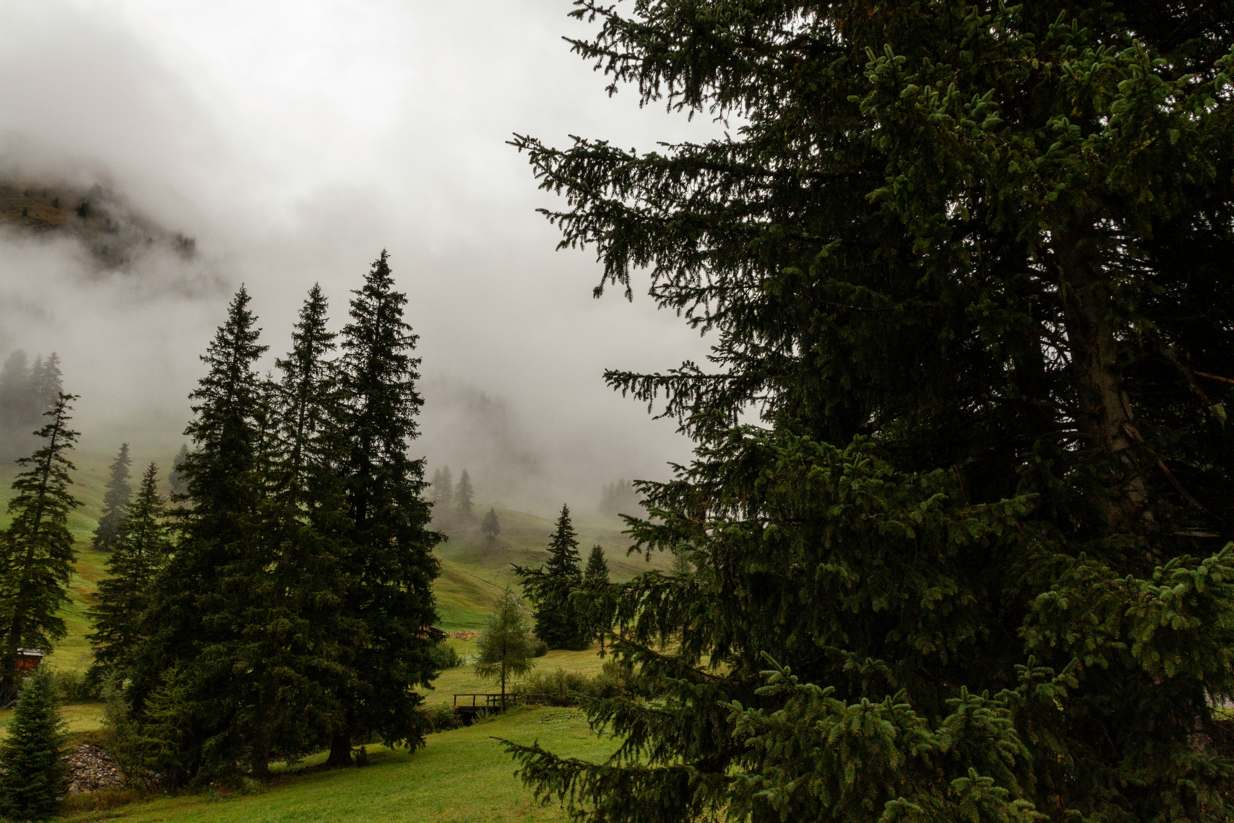 Spruce forest in the Austrian Alps