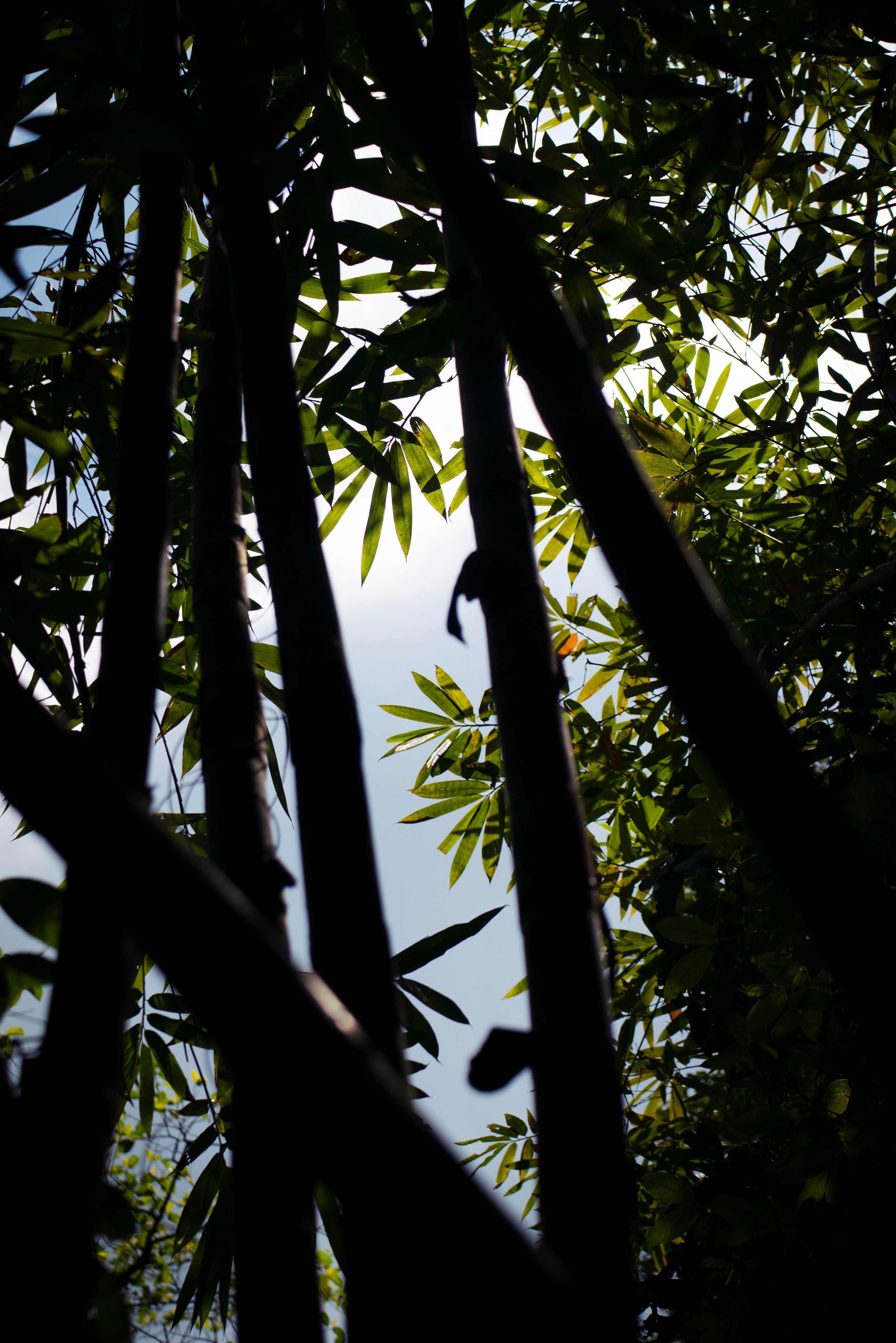 Bamboo and teak forest in Northern Thailand