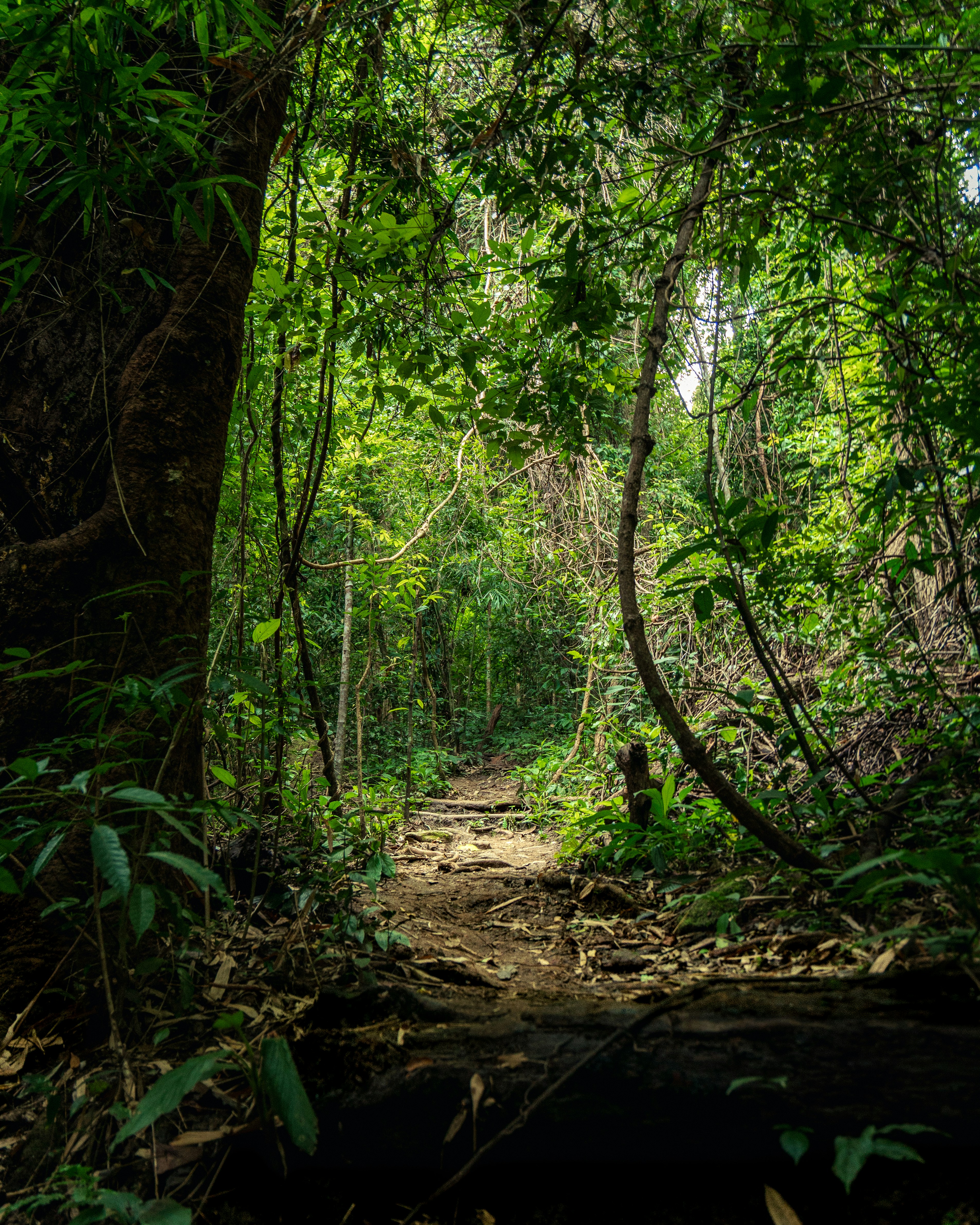 A path through the forest
